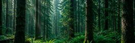 Puzzles Forest artwork 1