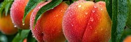 Puzzles Fruit artwork 1