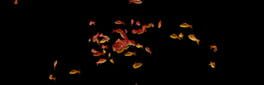 Goldfish Simulator artwork 1