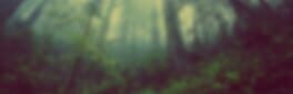 Wildland artwork 1
