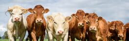 The Cows Are Watching artwork 1