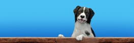 Dog Trainer artwork 1