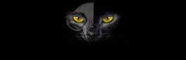 Black Cat artwork 1
