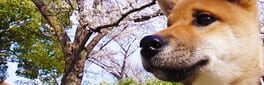 Shiba Mekuri artwork 1