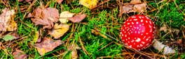 Gnome: Jigsaw Puzzles artwork 1