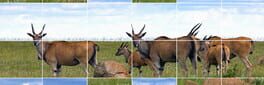 Easy puzzle: Animals 2 artwork 1