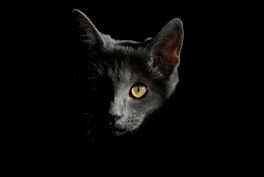 Forever Meow