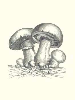 Acephalus