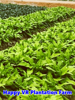 Happy VR Plantation Farm
