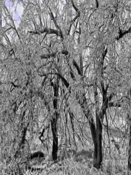 Seasonal Affectiveness Disorder