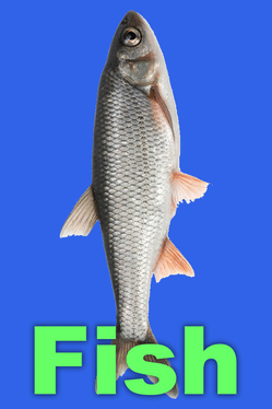 Fish