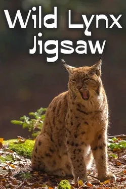 Portada de Wild Lynx Jigsaw
