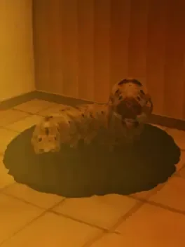Petsitting game cover