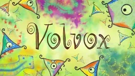 Volvox