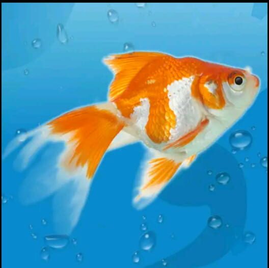 Google Play Store cover for AquaLife 3D