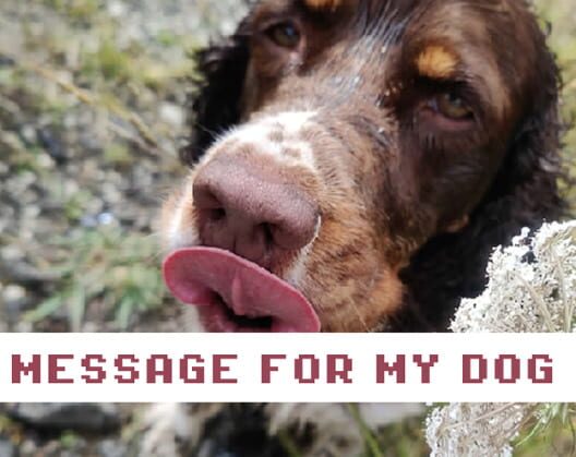 Capa de Message for My Dog