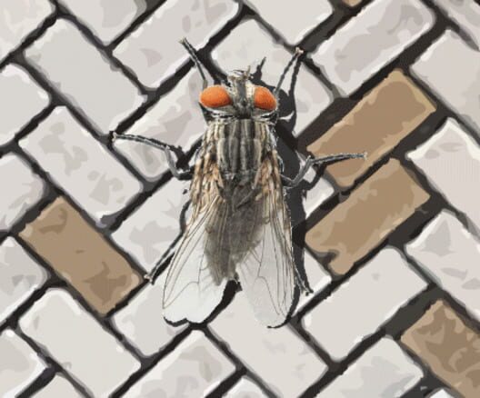 Capa de A Fly in the Array