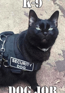K-9 Dog Job