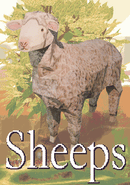 Sheeps