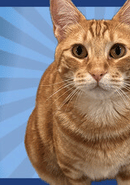 Silly Linguine Cat Simulator Deluxe Online poster