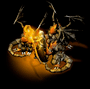 Tactics Arena Online cover
