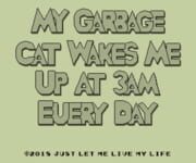 My Garbage Cat Wakes Me Up At 3AM Every Day cover