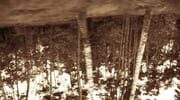 The Mouth Of The Woods cover