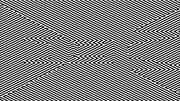 Zebra cover