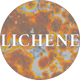 Lichene