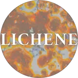 Lichene logo