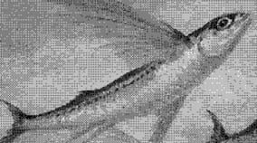 sweetfish