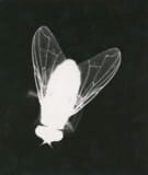 YasY JPNG logo