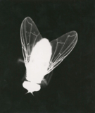 YasY JPNG logo