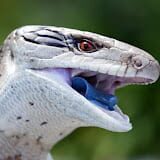 ItchySkink0
