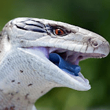 ItchySkink0 logo