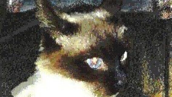 Crimsong Cat logo