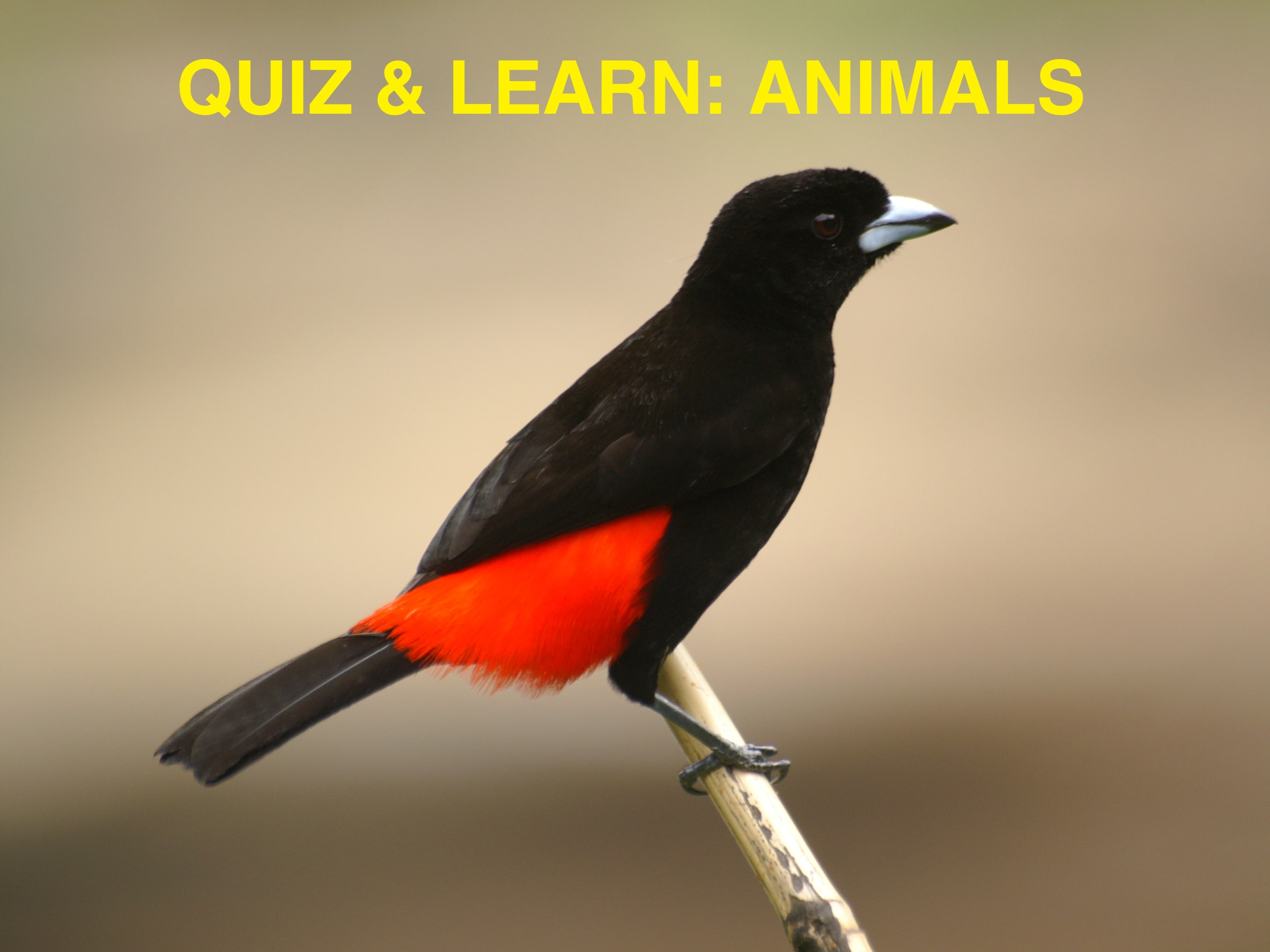 Game cover: Quiz & Learn: Animals