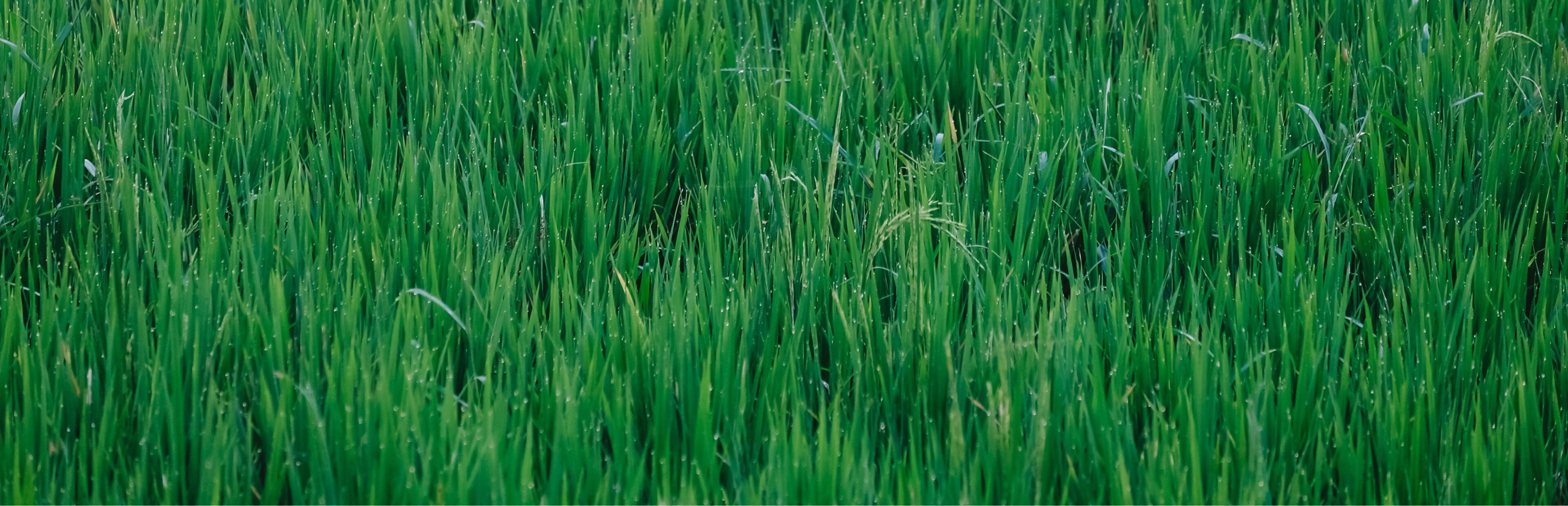 Game cover: Grass Toucher