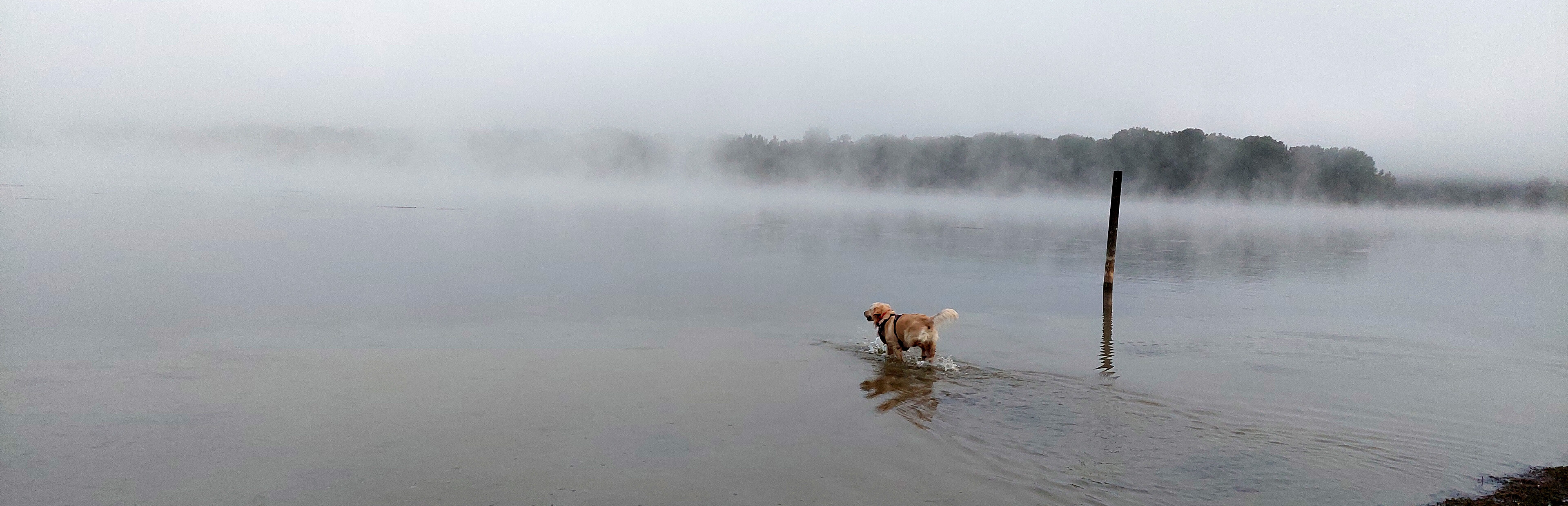 Game cover: Golden Retriever Simple Life