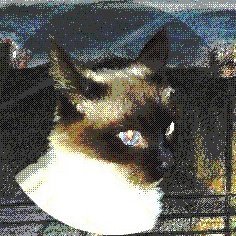 Crimsong Cat logo
