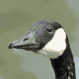 Branta Games 标志
