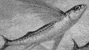 sweetfish 标志