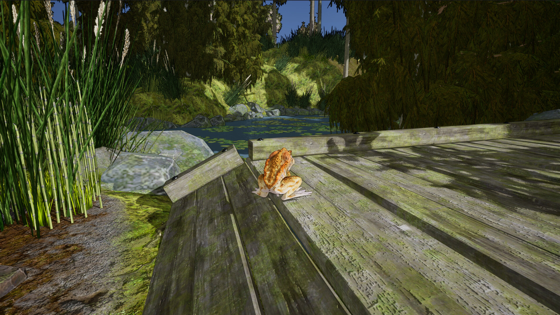 Crazy Toad - Screenshot 5