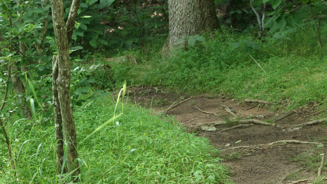 Two of Swords - Screenshot 3