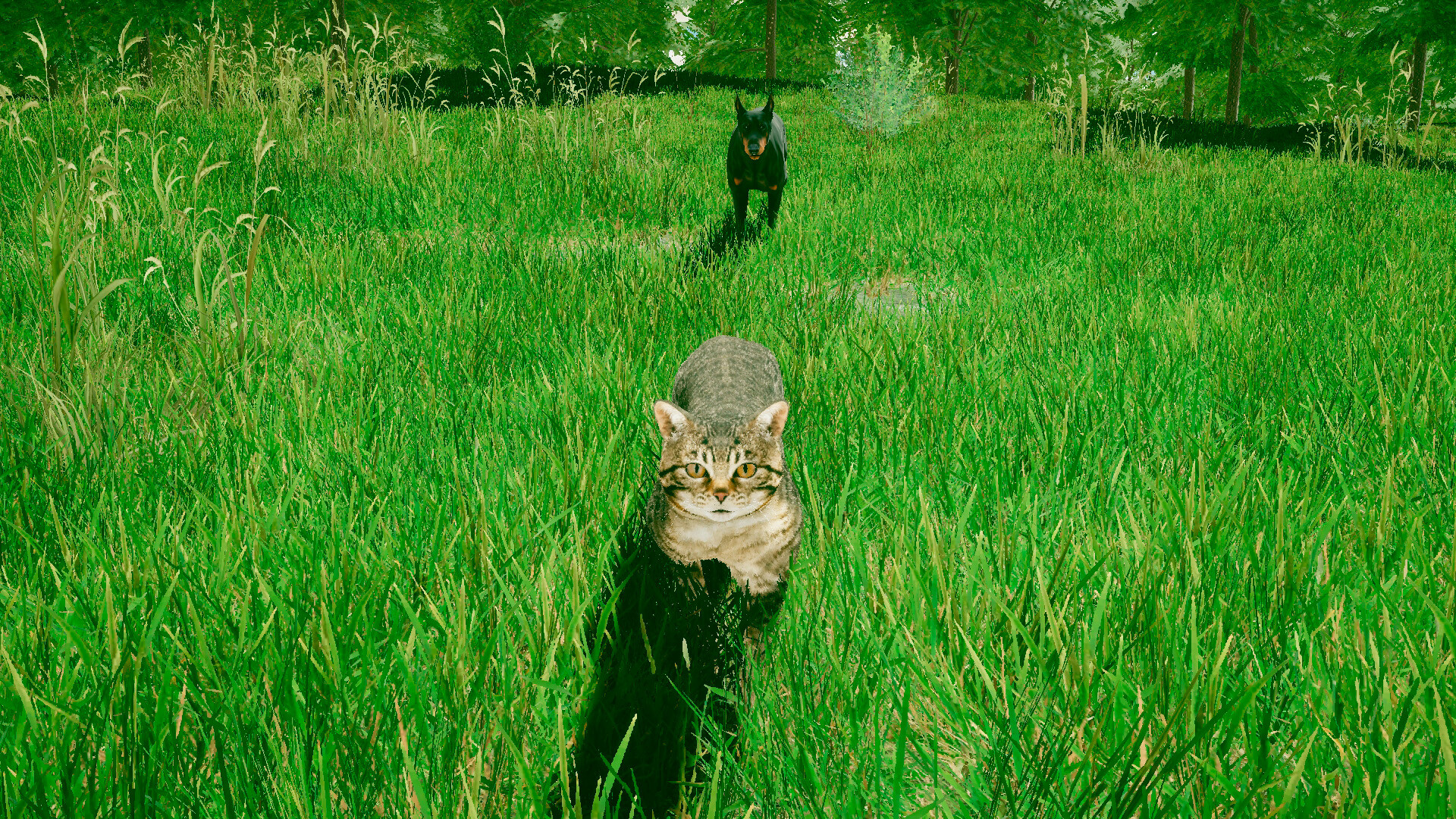 Cats Game - Screenshot 5