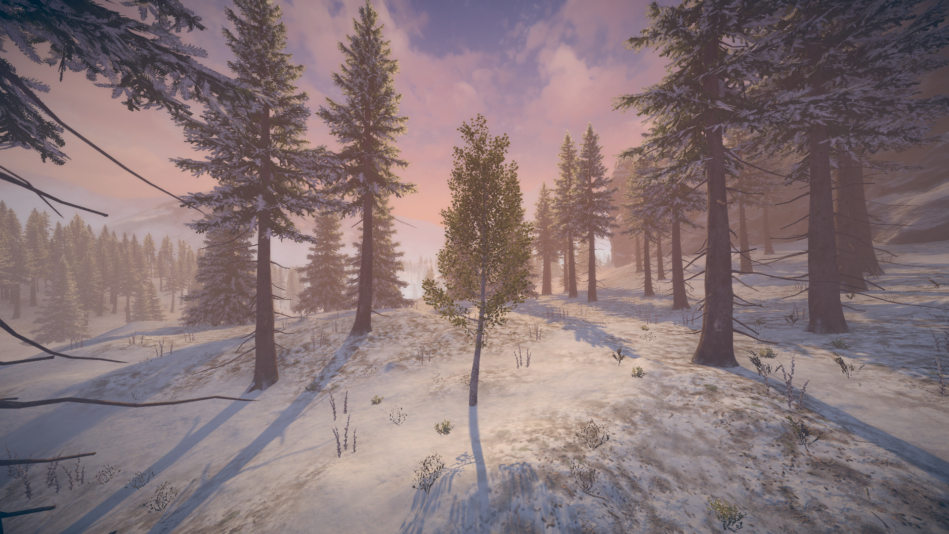Asset 14