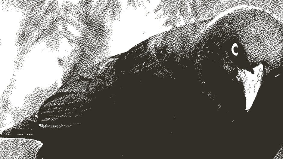 Cranky Bird screenshot 1