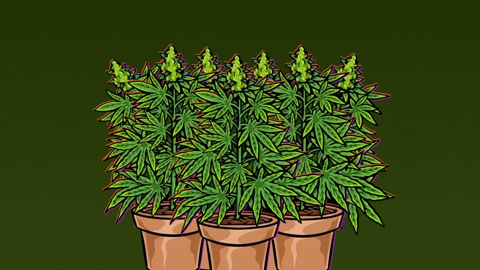 Кадър от Illegal Plantation