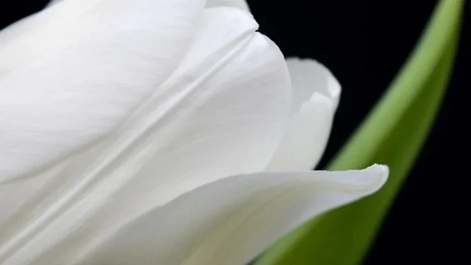 Capture d'écran de l'article