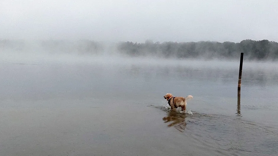 Golden Retriever Simple Life